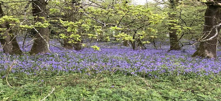 Bluebells