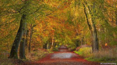 Savernake Forest